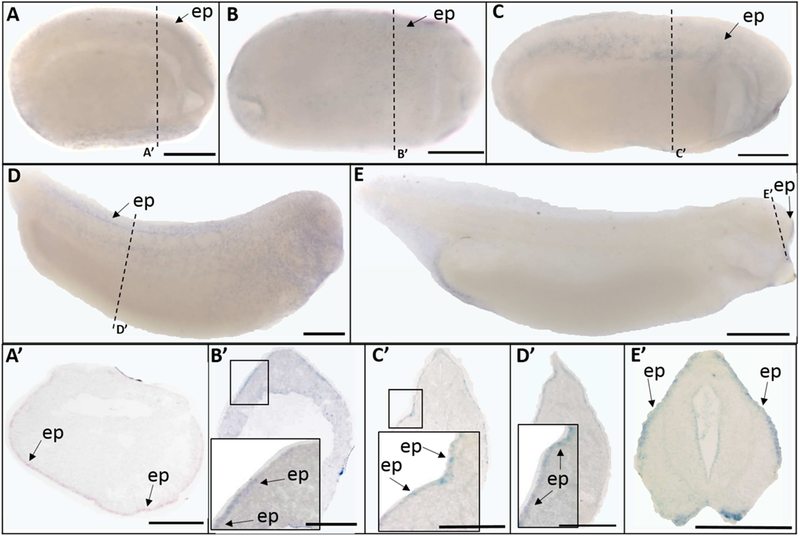 Fig. 5.