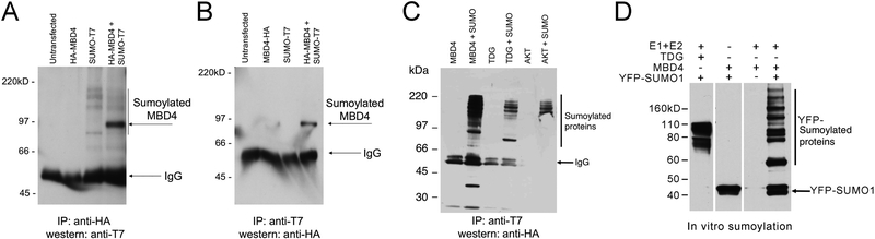 Figure 2 –