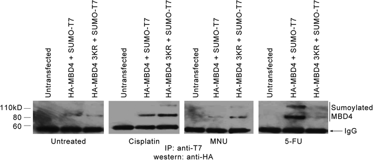 Figure 4 –