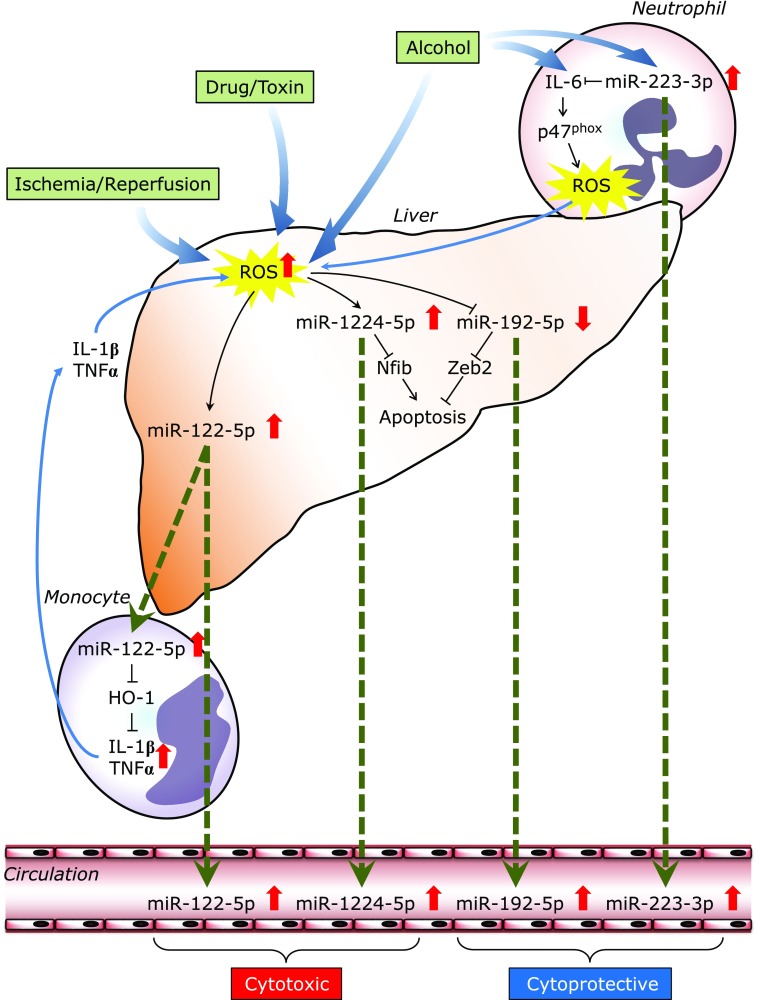 Fig. 3