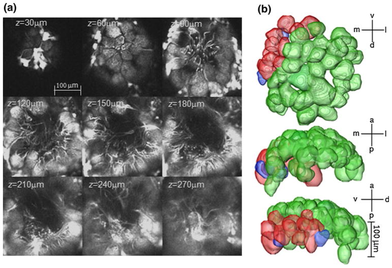 Fig. 8