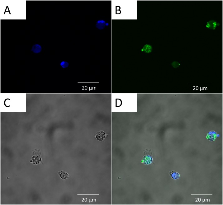 Fig 6