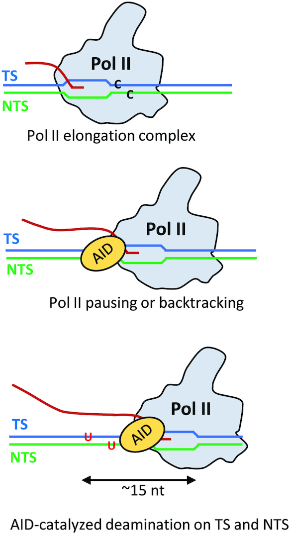 Figure 6.