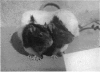 352-1
