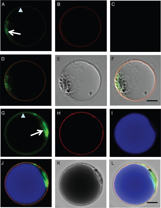 Fig. 8.