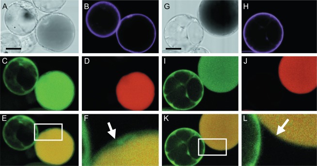 Fig. 9.