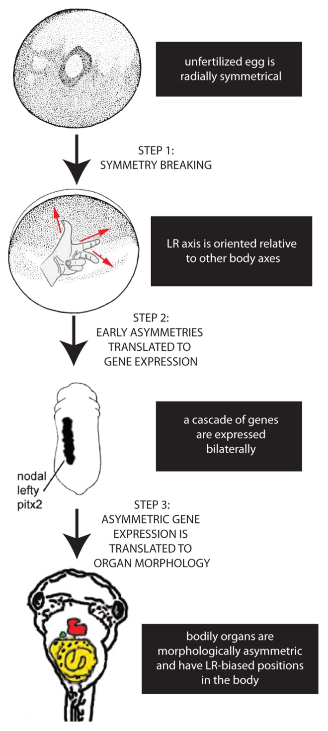 graphic file with name cib-6-e27155-g1.jpg