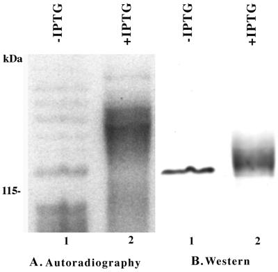 FIG. 5