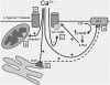 Fig. 12.