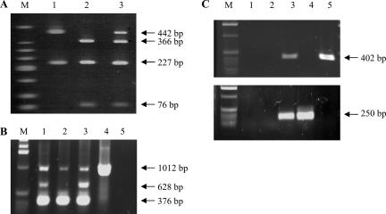 FIG. 7.