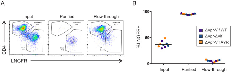 Figure 7—figure supplement 1.