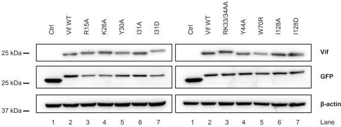 Figure 1—figure supplement 3.