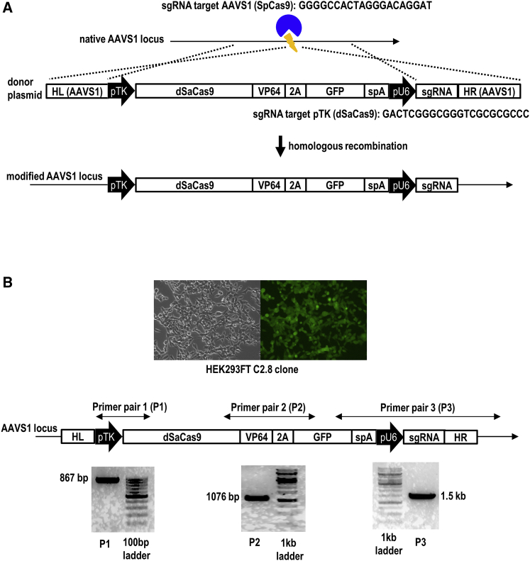 Figure 1