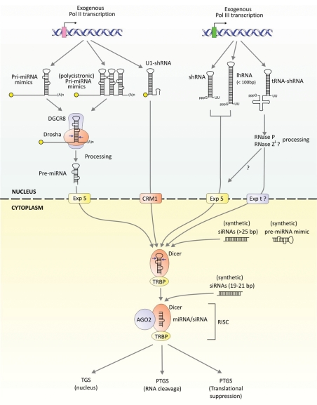 Figure 2.