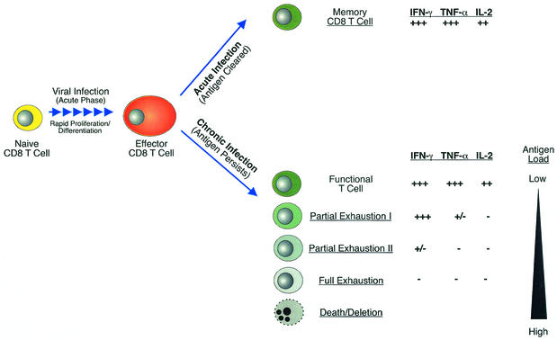 FIG. 7.