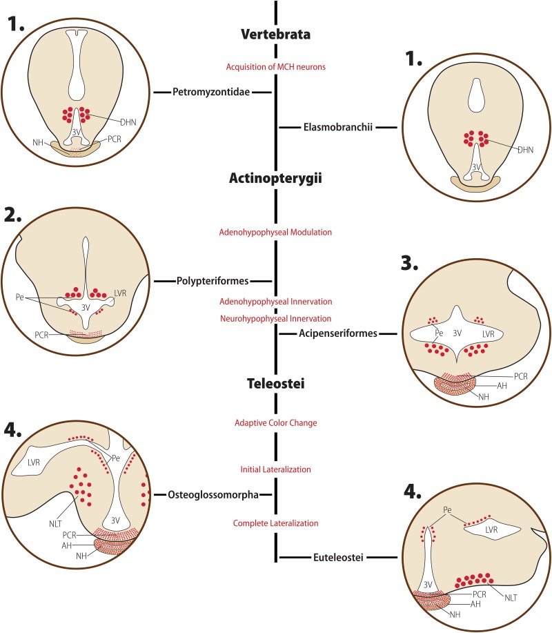 FIGURE 3