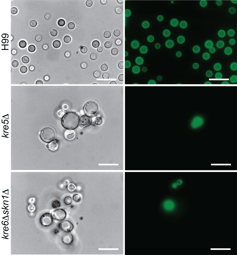 Fig. 11