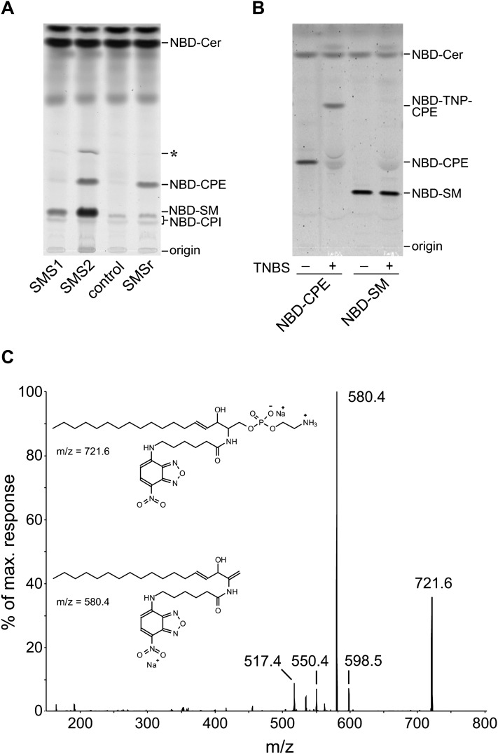 Fig. 2.