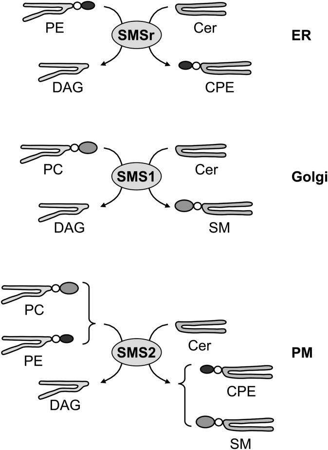 Fig. 5.