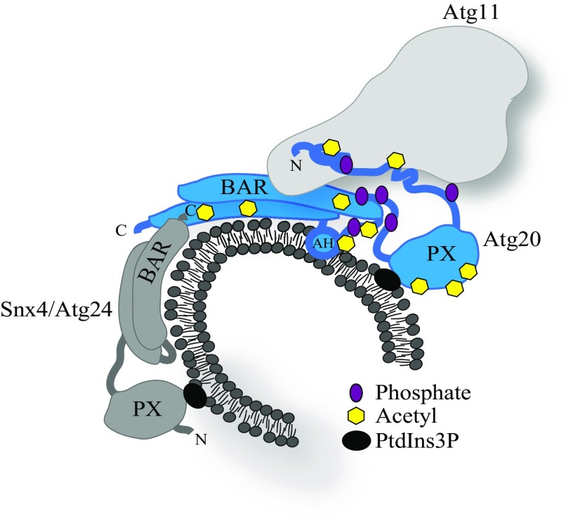 Fig. 7.