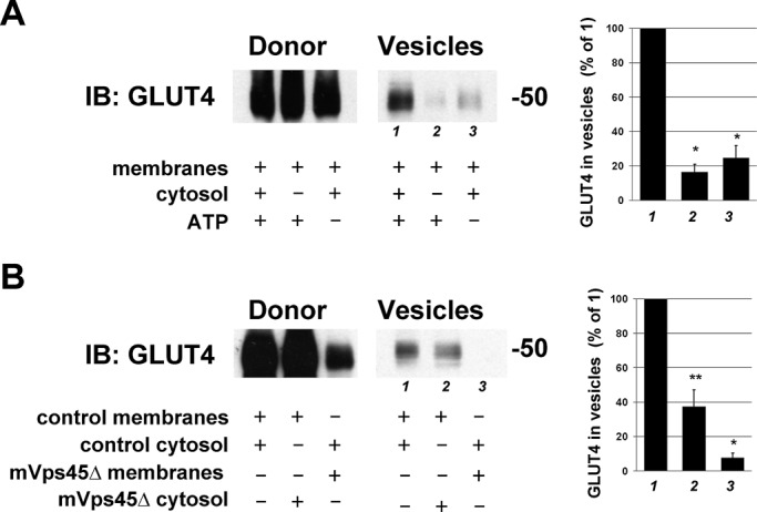 FIGURE 6: