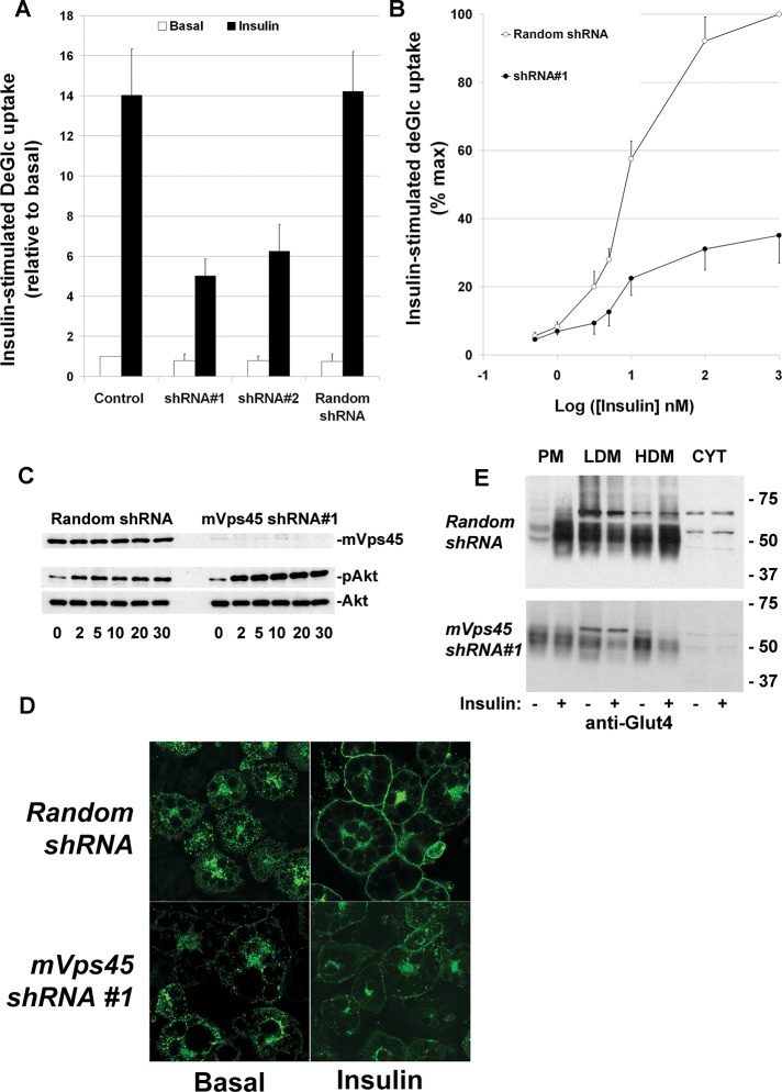 FIGURE 3: