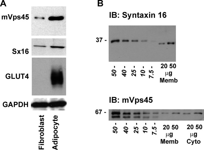 FIGURE 1: