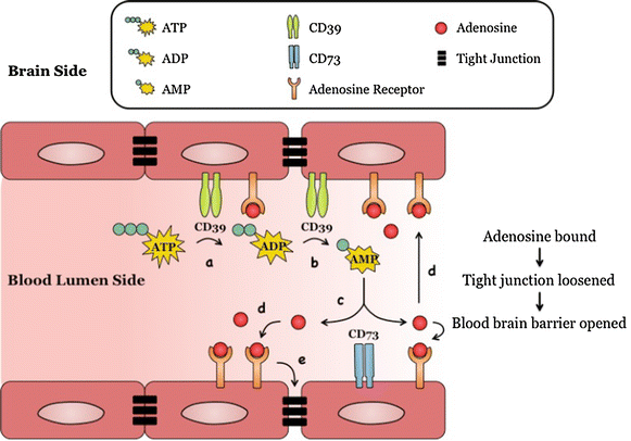 Fig. 7