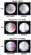 Fig. 10.