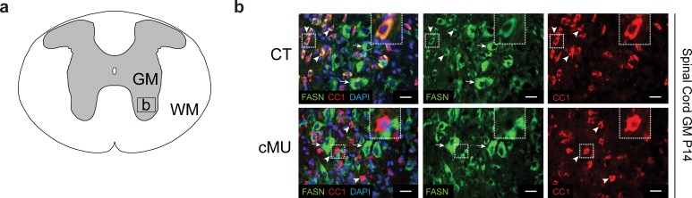 Figure 1—figure supplement 2.