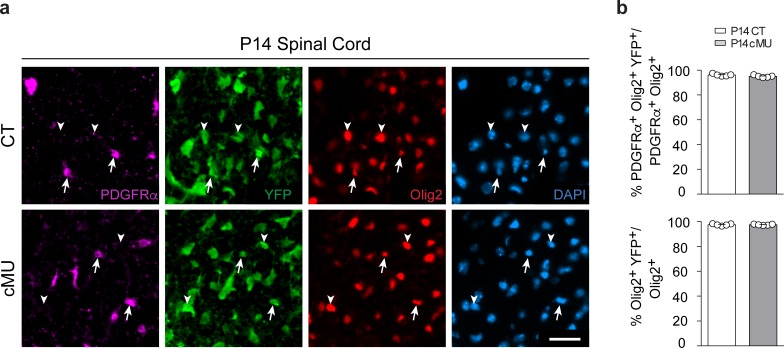 Figure 1—figure supplement 1.