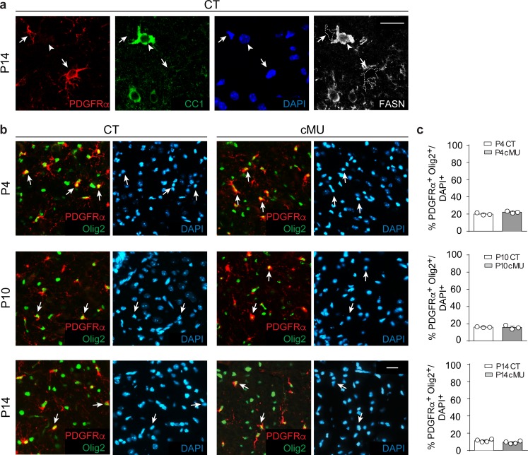 Figure 2—figure supplement 1.