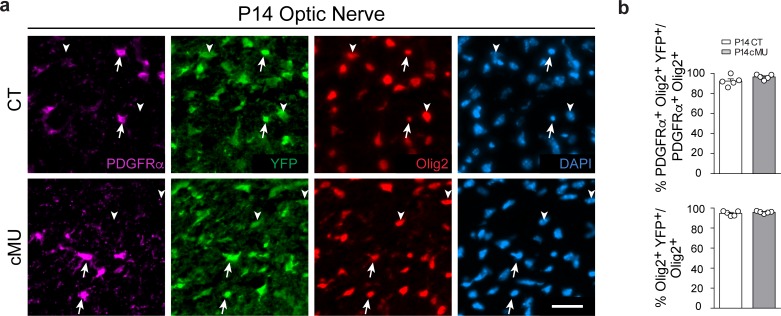 Figure 3—figure supplement 1.