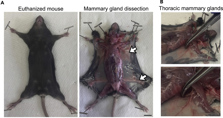 Figure 3