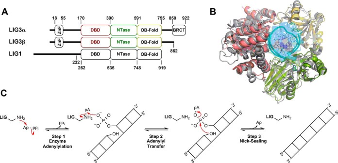 Figure 1.