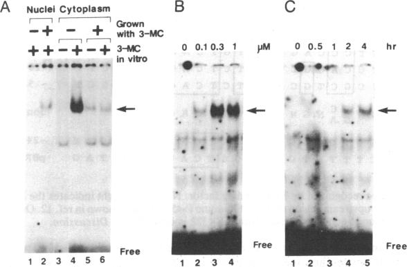 graphic file with name pnas00295-0111-a.jpg