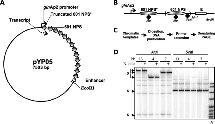 FIGURE 1.