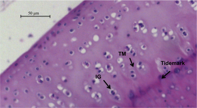 Fig. 2