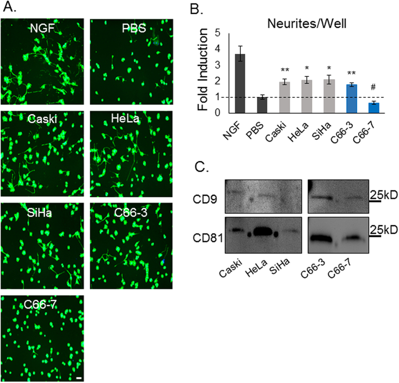 Figure 4: