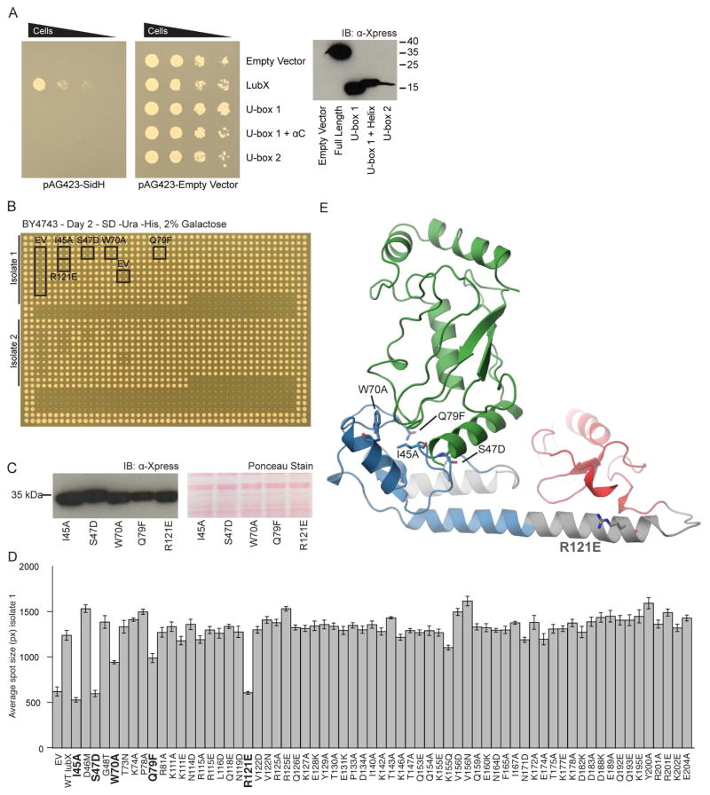 Figure 4