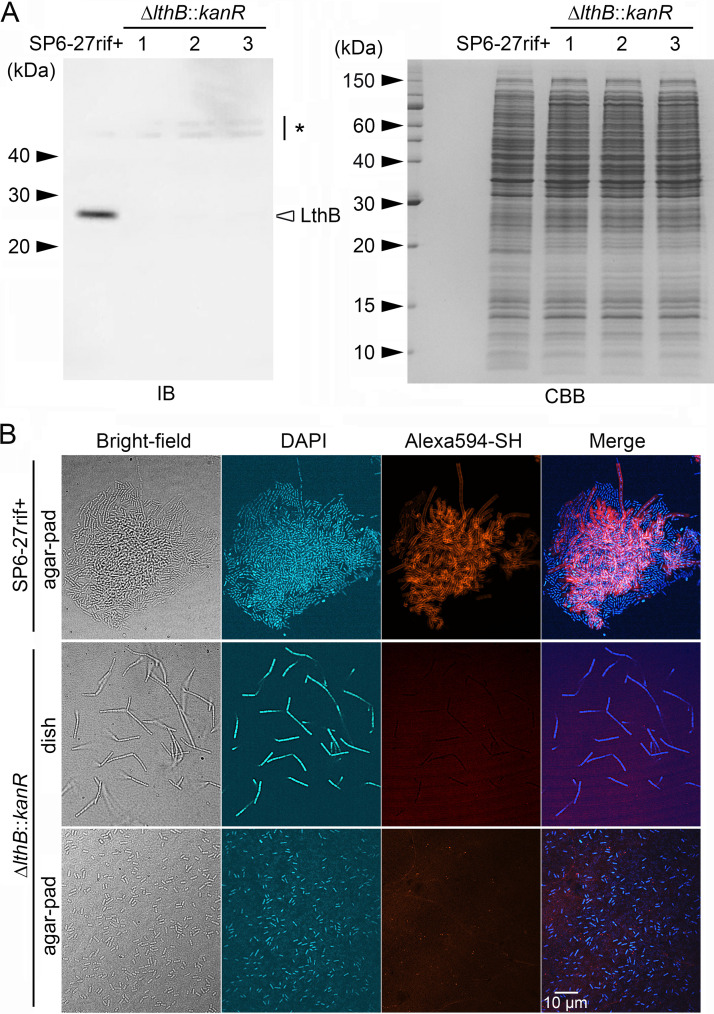 FIG 4