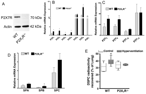 Fig. 11.