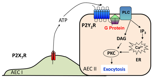 Fig. 12.