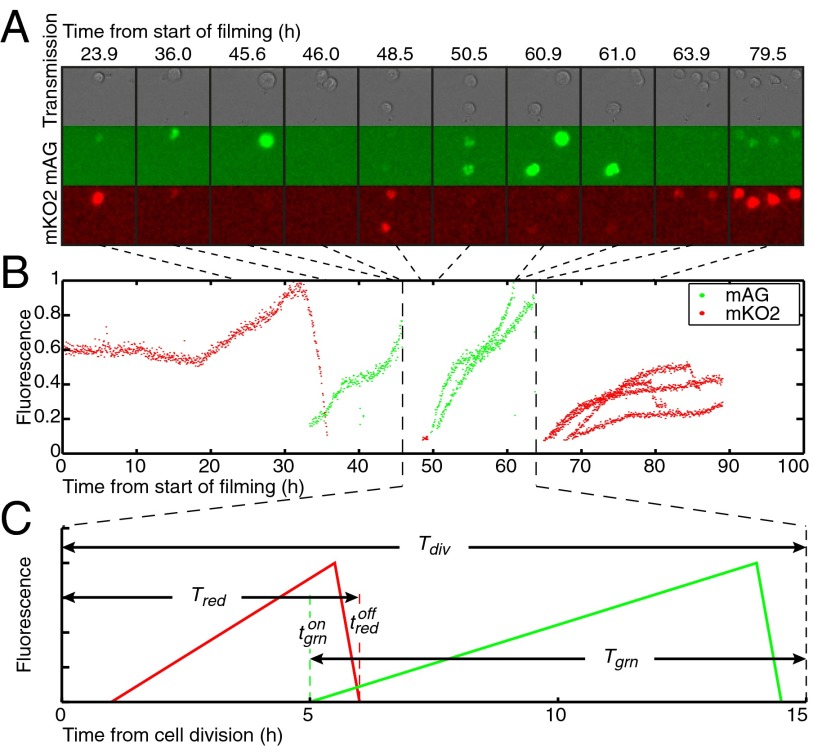 Fig. 1.