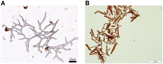 FIGURE 3