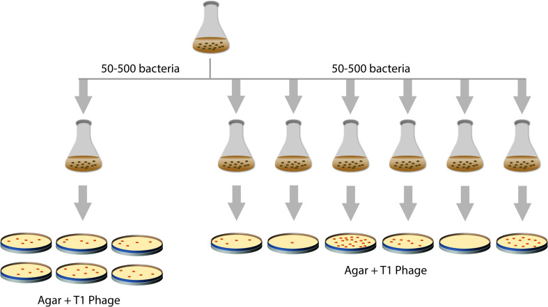 Fig. 1