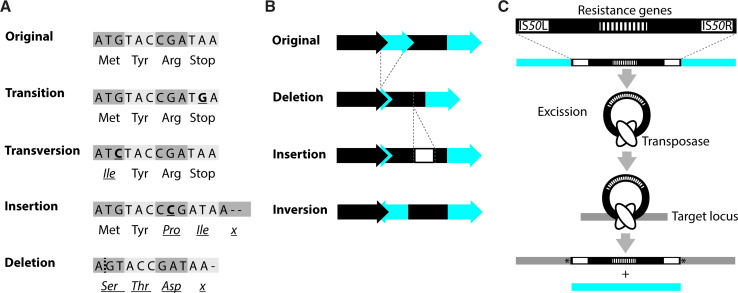 Fig. 2