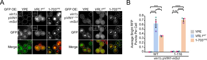 Figure 4—figure supplement 2.