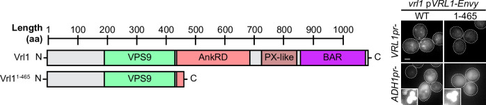 Figure 1—figure supplement 2.