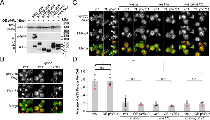 Figure 3—figure supplement 3.